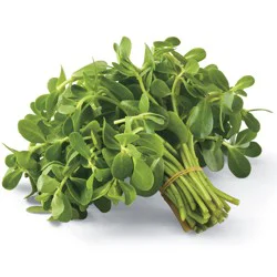 Fresh Verdolaga