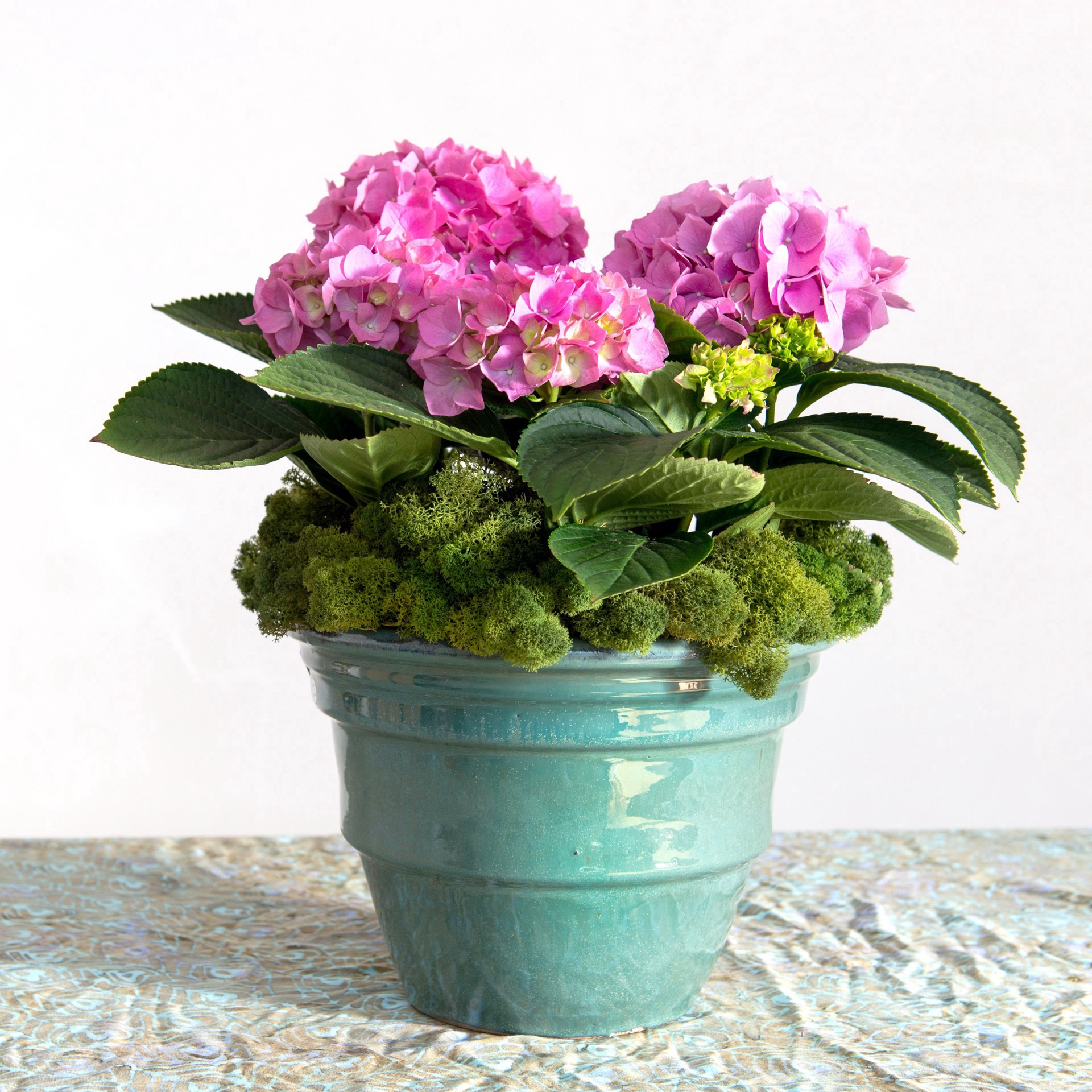 slide 4 of 4, Supermoss Basil Reindeer Moss, 1.5 in x 9.5 in