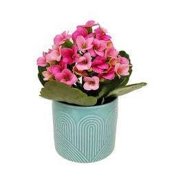 Kalanchoe In Freesia Mini