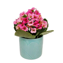 Kalanchoe In Felt Splendor Min
