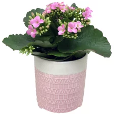 Kalanchoe In Forget Me Not Cer