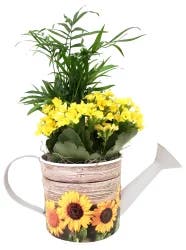 Summers End Watering Can Garde