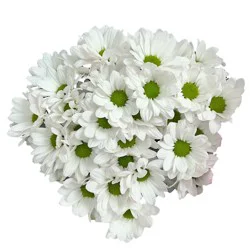 Bloom Haus ® Pom Bunch, 1 ea