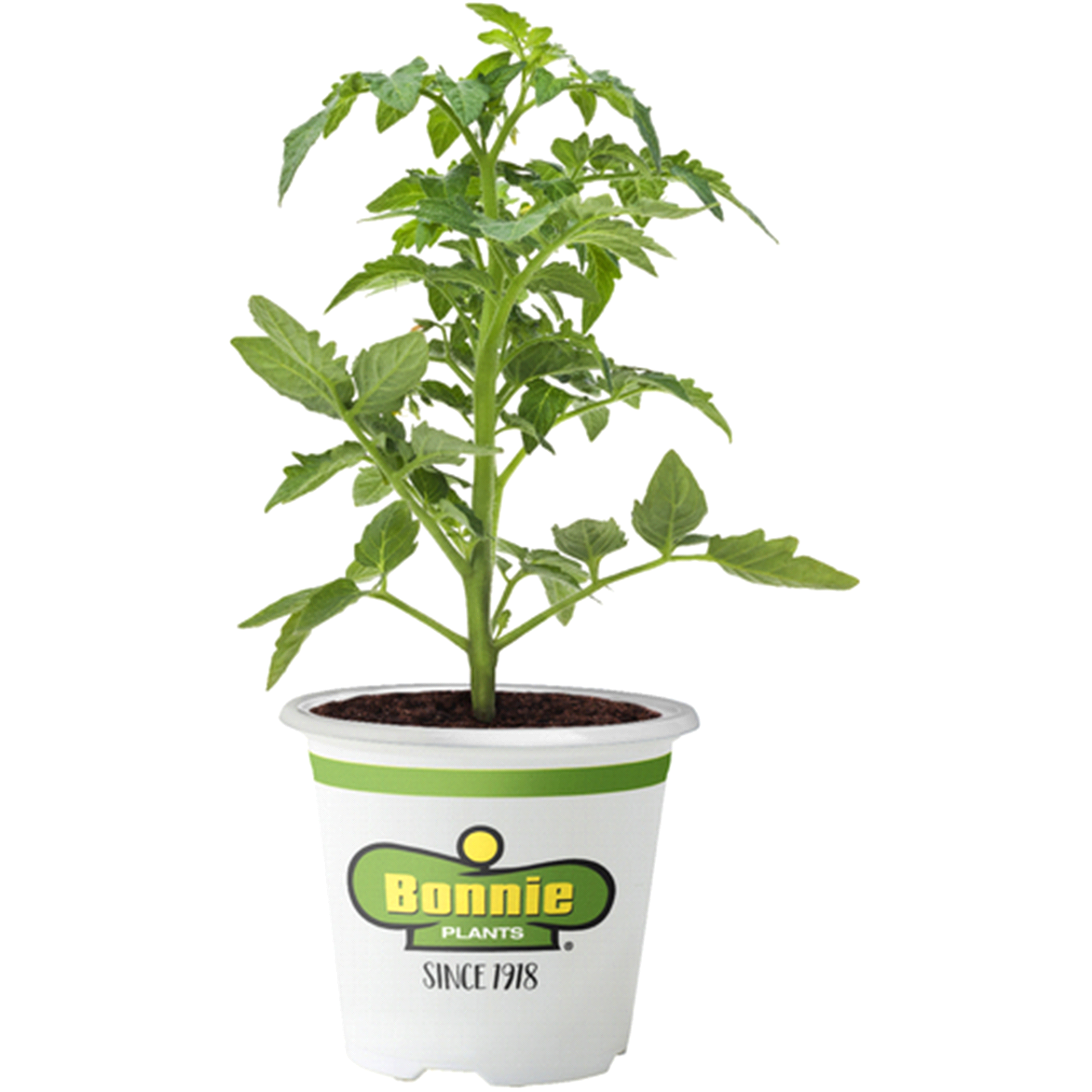 slide 1 of 1, Bonnie Plants Vegetable  Pot, 19.3 oz