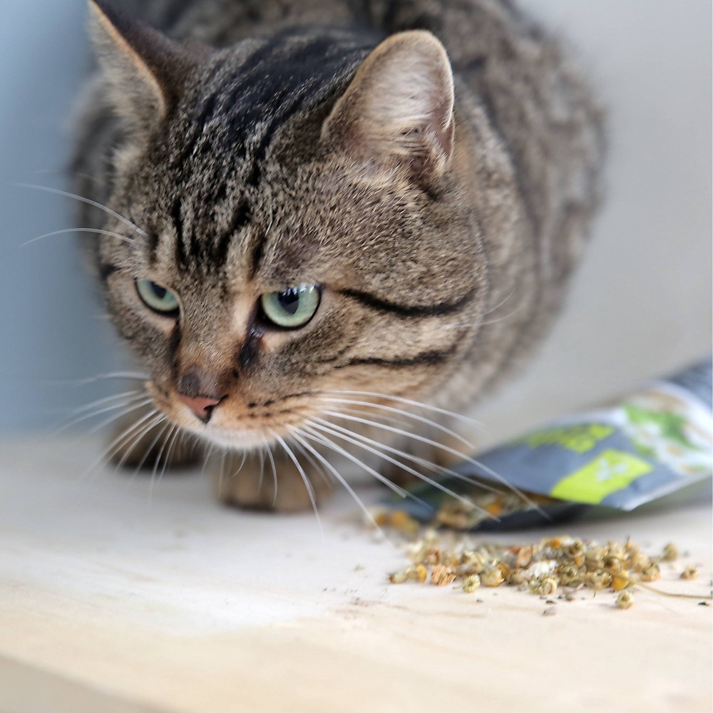 Quirky Kitty Silvervine & North American Catnip Blend Cat Treats 1.25oz 1.25 oz Shipt