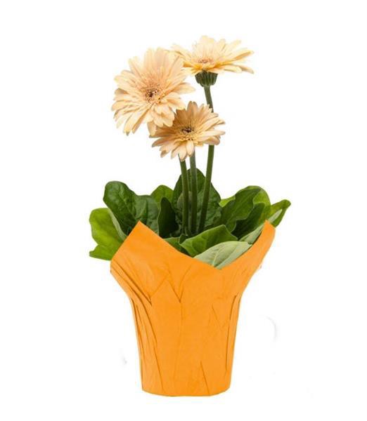 slide 1 of 1, Gerbera Daisy 4.5 In, 4.5 in