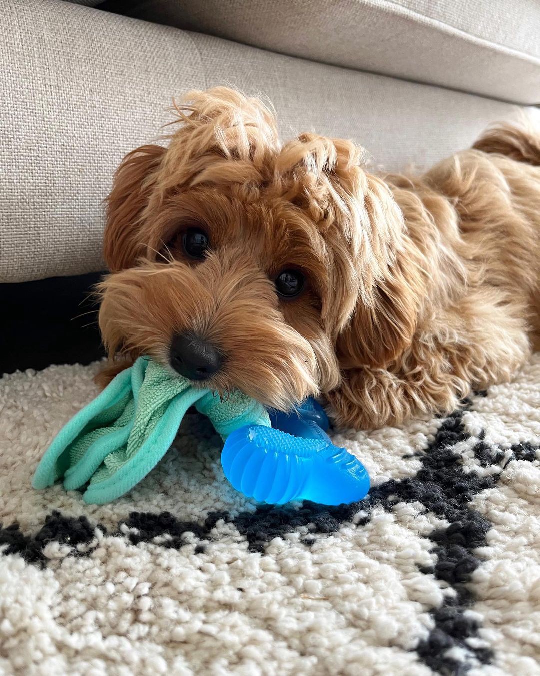 slide 10 of 10, Nylabone Puppy Chew Freezer Dog Toy Peanut Butter Chill & Chew Bone Small/Regular - Up to 25 Ibs.(1 Count), 1 ct