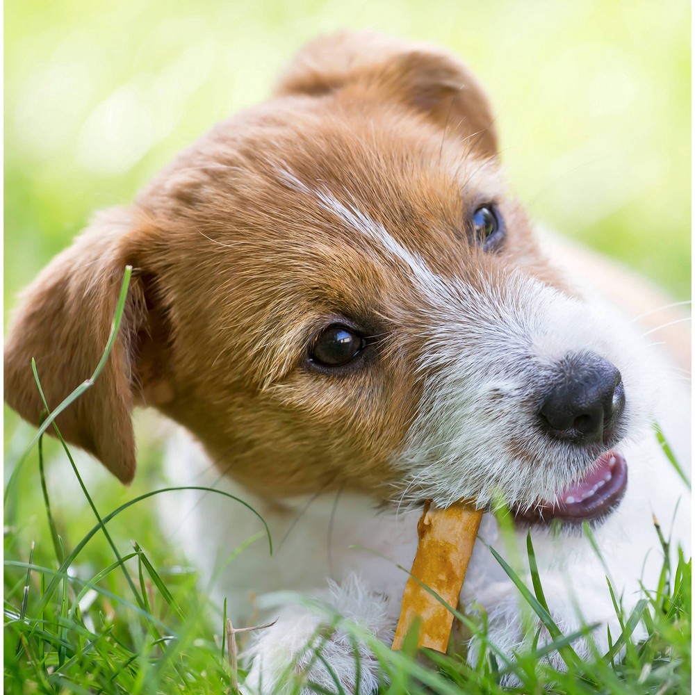 slide 3 of 3, Luke & Mike's Rawhide Free Chicken Recipe Medium Retriever Rolls Dog Treats - 2ct/4.2oz, 2 ct; 4.2 oz