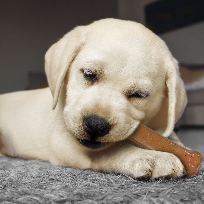 slide 3 of 4, Nylabone Puppy Starter Pack Dog Toy - Brown, 1 ct