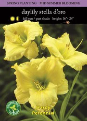 Stella D'Oro Daylily Seeds