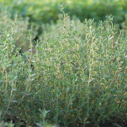 High Mowing Organic Seeds Thyme Seeds Organic