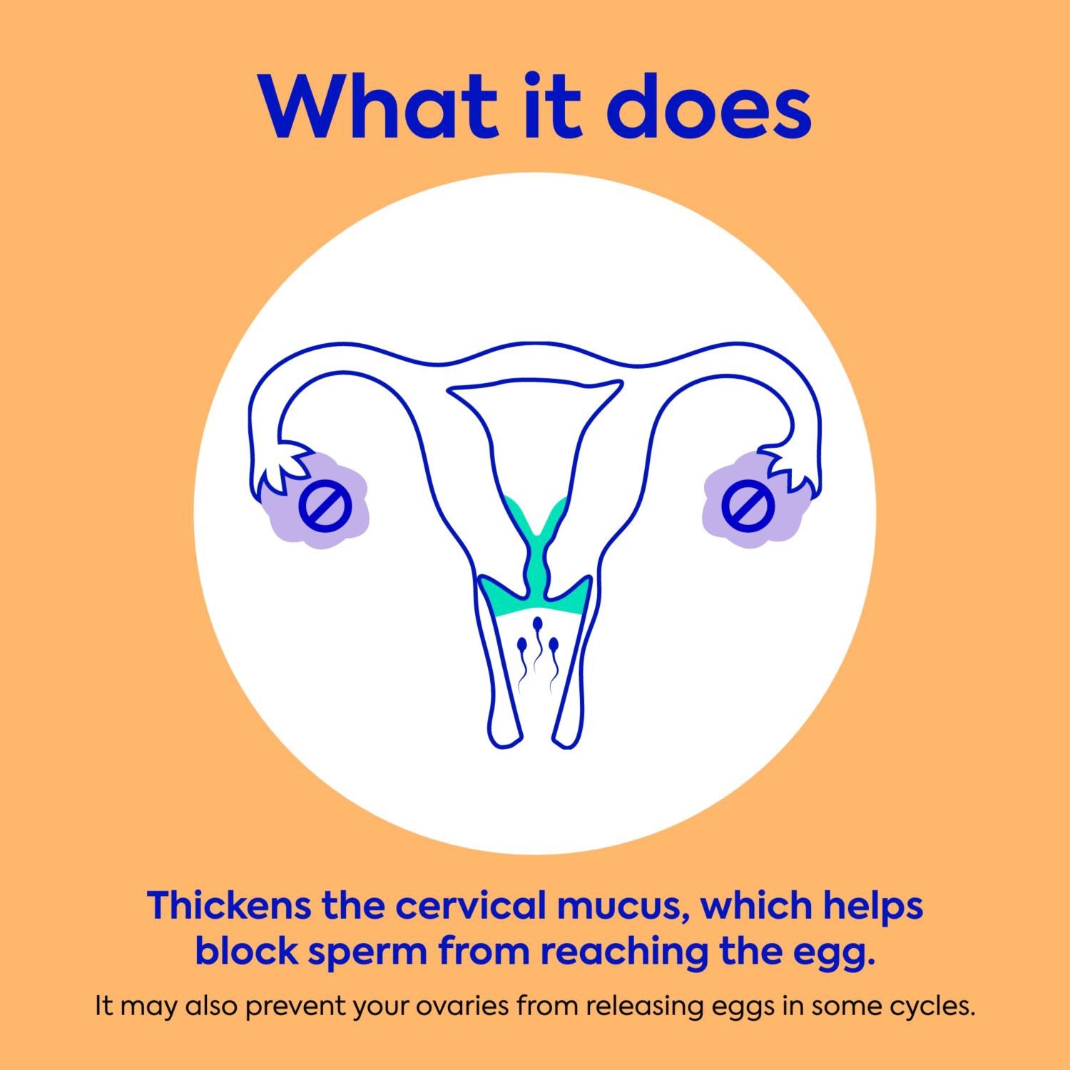 slide 12 of 12, Opill Daily Oral Contraceptive, Birth Control Pill, 84 Day Supply, 84 ct