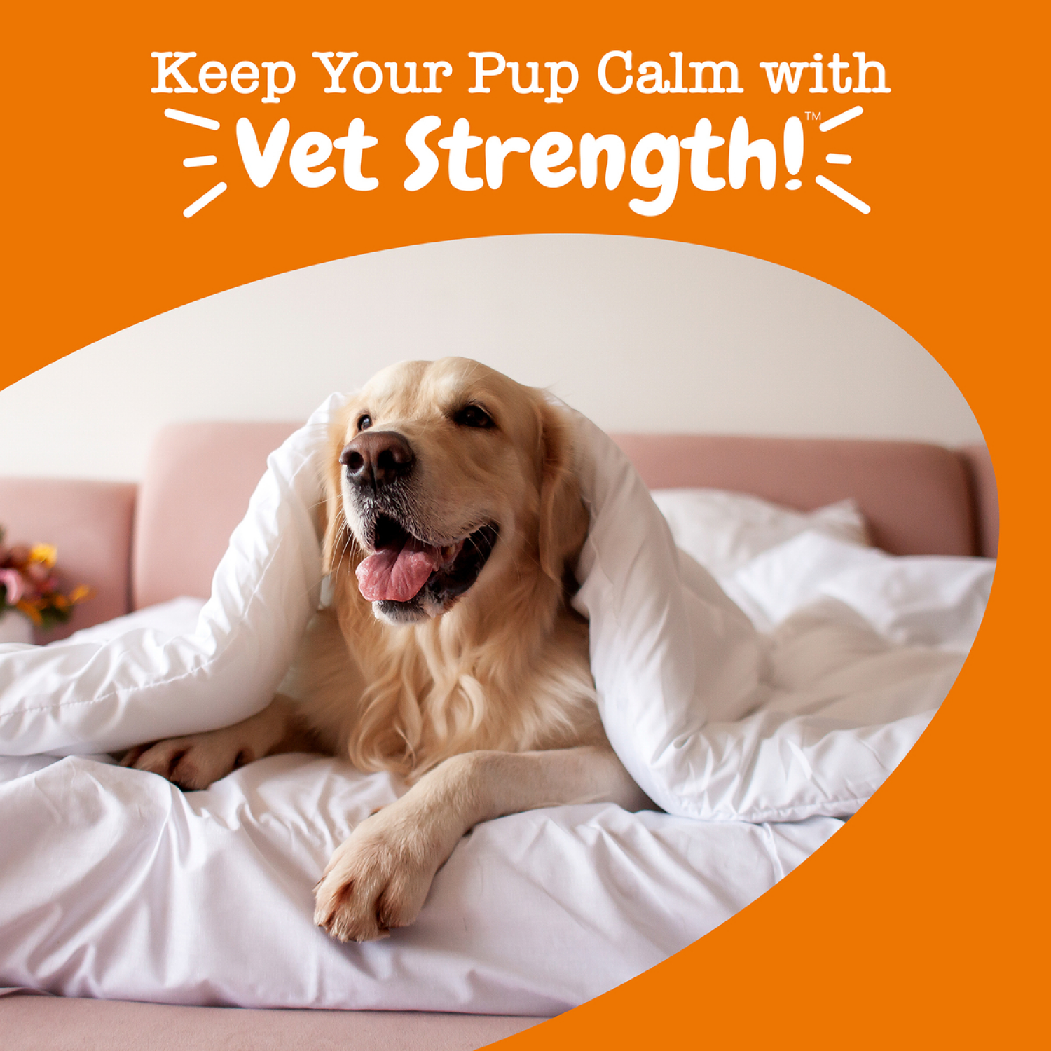 slide 5 of 5, Zesty Paws Vet Strength Calming Bites, 60ct., 60 ct