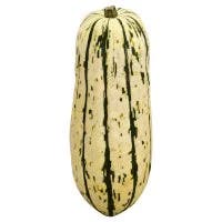 Squash Delicata