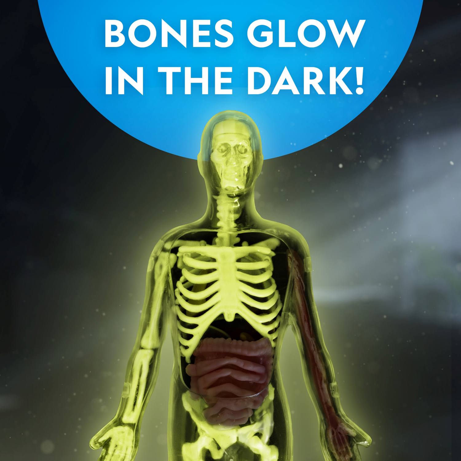 slide 7 of 7, National Geographic Glow-In-The-Dark Human Body, 1 ct