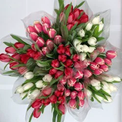 DIERBERGS FLOWERS & GIFTS 8 STEM SEASONAL TULIP BUNCH