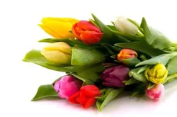 DIERBERGS FLOWERS & GIFTS 8 STEM RAINBOW TULIP BUNCH