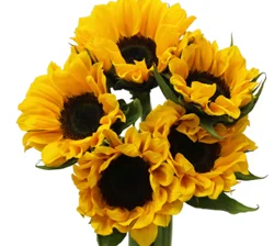 DIERBERGS FLOWERS & GIFTS SUNFLOWER BOUQUET 5 STEMS