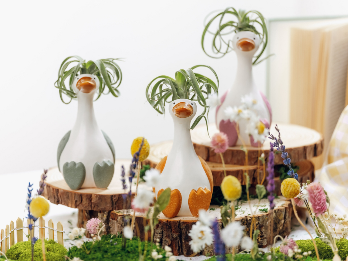 slide 3 of 5, LiveTrends Silly Goose Tillandsia, 1 ct