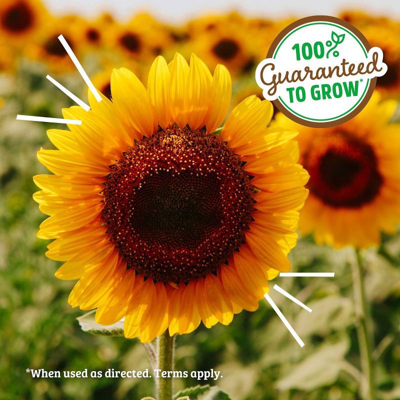slide 6 of 10, Back to the Roots Kids Grow Kit Science Edition Organic Giant Sunflower, 1 ct