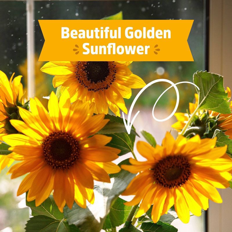 slide 7 of 10, Back to the Roots Kids Grow Kit Science Edition Organic Giant Sunflower, 1 ct