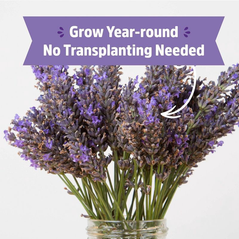 slide 5 of 11, Back to the Roots Organic Lavender Grow Kit, 1 ct