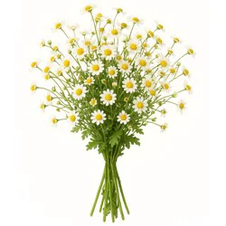 Central Market Matricaria