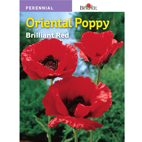 slide 1 of 1, Burpee Per Poppy Oriental Brilliant Red Seeds, 1 ct