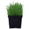 slide 2 of 5, Edible Garden Organic Wheatgrass, 1 ct