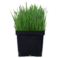 slide 3 of 5, Edible Garden Organic Wheatgrass, 1 ct