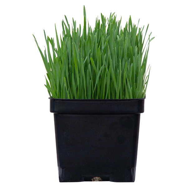 slide 4 of 5, Edible Garden Organic Wheatgrass, 1 ct