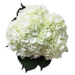 Bloom Haus Hydrangea - White
