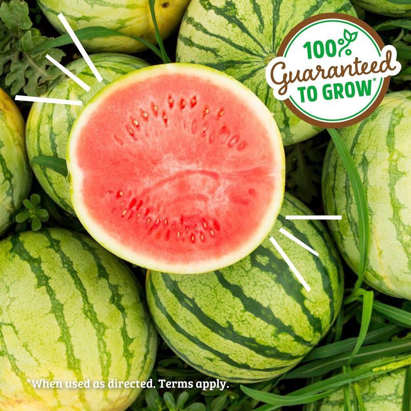 slide 6 of 10, Back to the Roots Kids Grow Kit Science Edition Organic Jumbo Watermelon, 1 ct