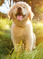 Avanti Golden Retriever Puppy Card