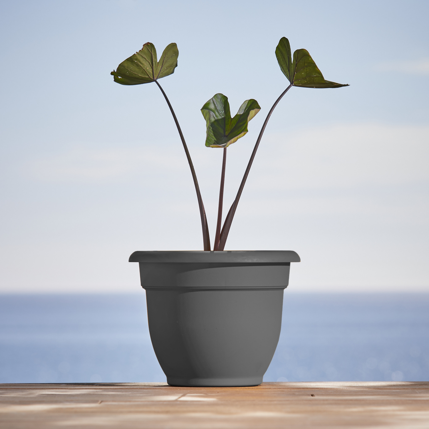 slide 2 of 2, Bloem Ariana Charcoal Planter 10In, 1 ct