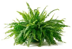 Bloom Haus Hanging Boston Fern 10 Inch Pot