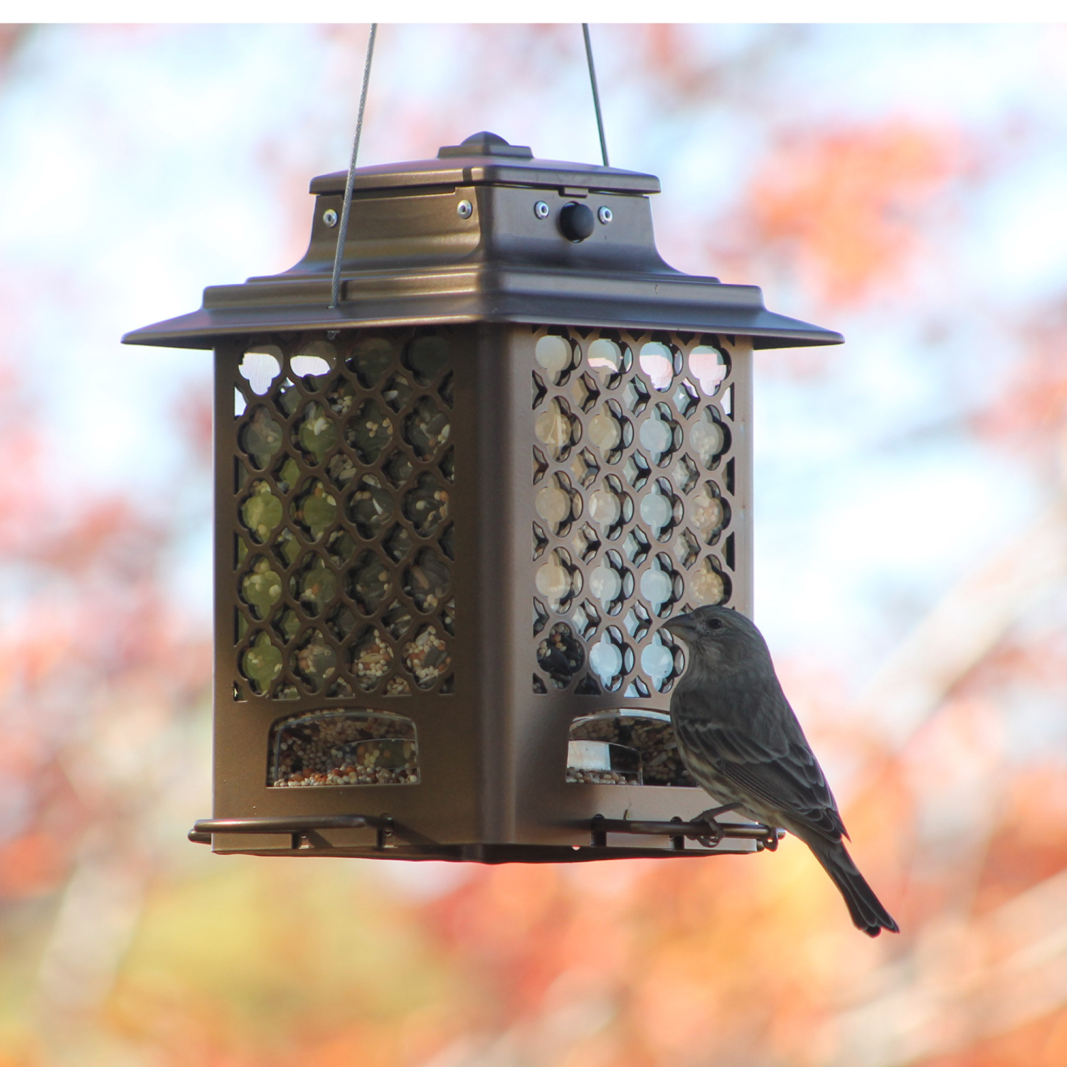 slide 3 of 5, Metal Hopper Song Bird Feeder Capacity, 3.6 lb