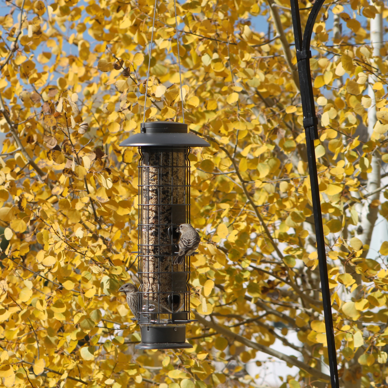 slide 2 of 4, Squirrel-X Squirrel Proof Bird Feeder - Gunmetal, 1.5 lb