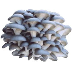 Blue Oyster Mushroom