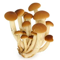 Pioppini Mushroom