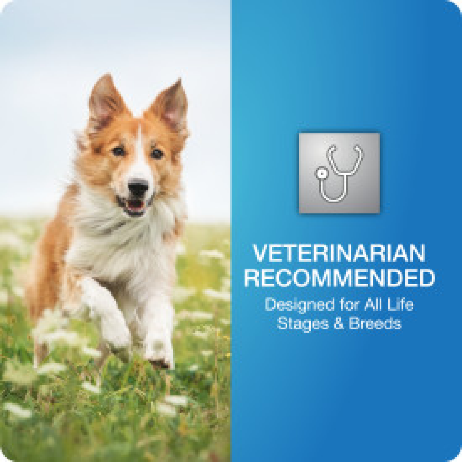 slide 4 of 8, VetIQ Hip & Joint Advanced 60ct, 60 ct