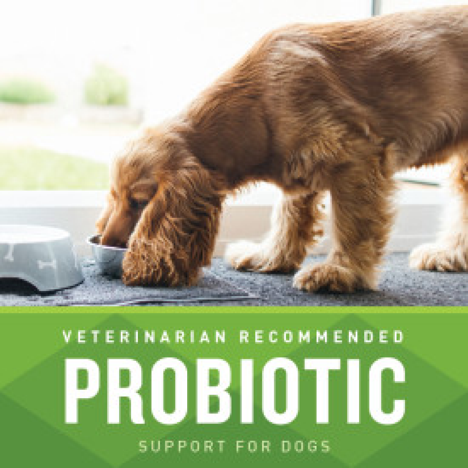 slide 4 of 6, VetIQ Probiotic Dog Chew 60ct, 7.4 oz