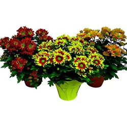 Mum Bronze 6.5 Inch - Each