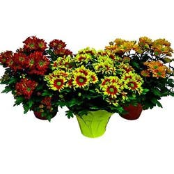 Mum Bronze 6.5 Inch - Each