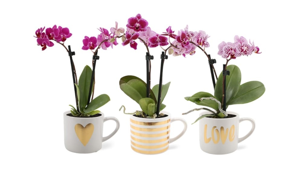 slide 1 of 1, Love Mug Orchid, 1 ct