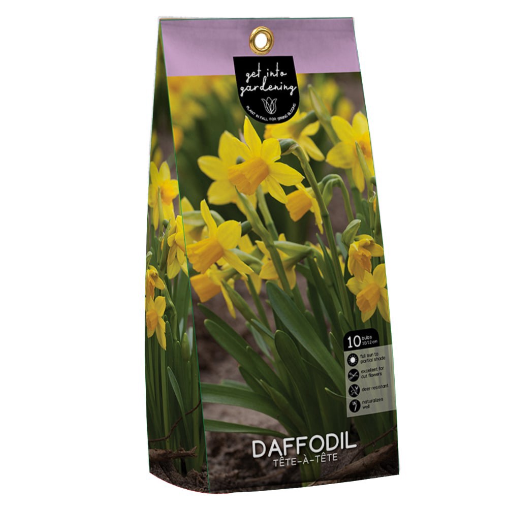 slide 1 of 1, Daffodil Tete-A-Tete flower bulbs, 10 ct