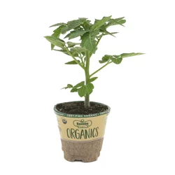 Bonnie Plants Organic Roma Tomato 4 inch