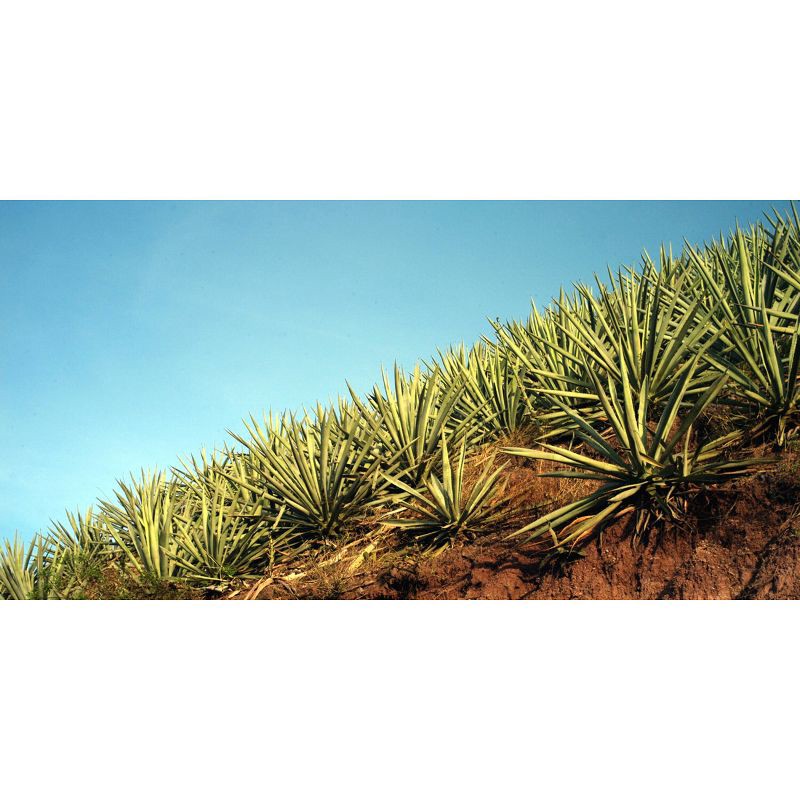 slide 3 of 7, Del Maguey Vida Mezcal - 750ml Bottle, 750 ml