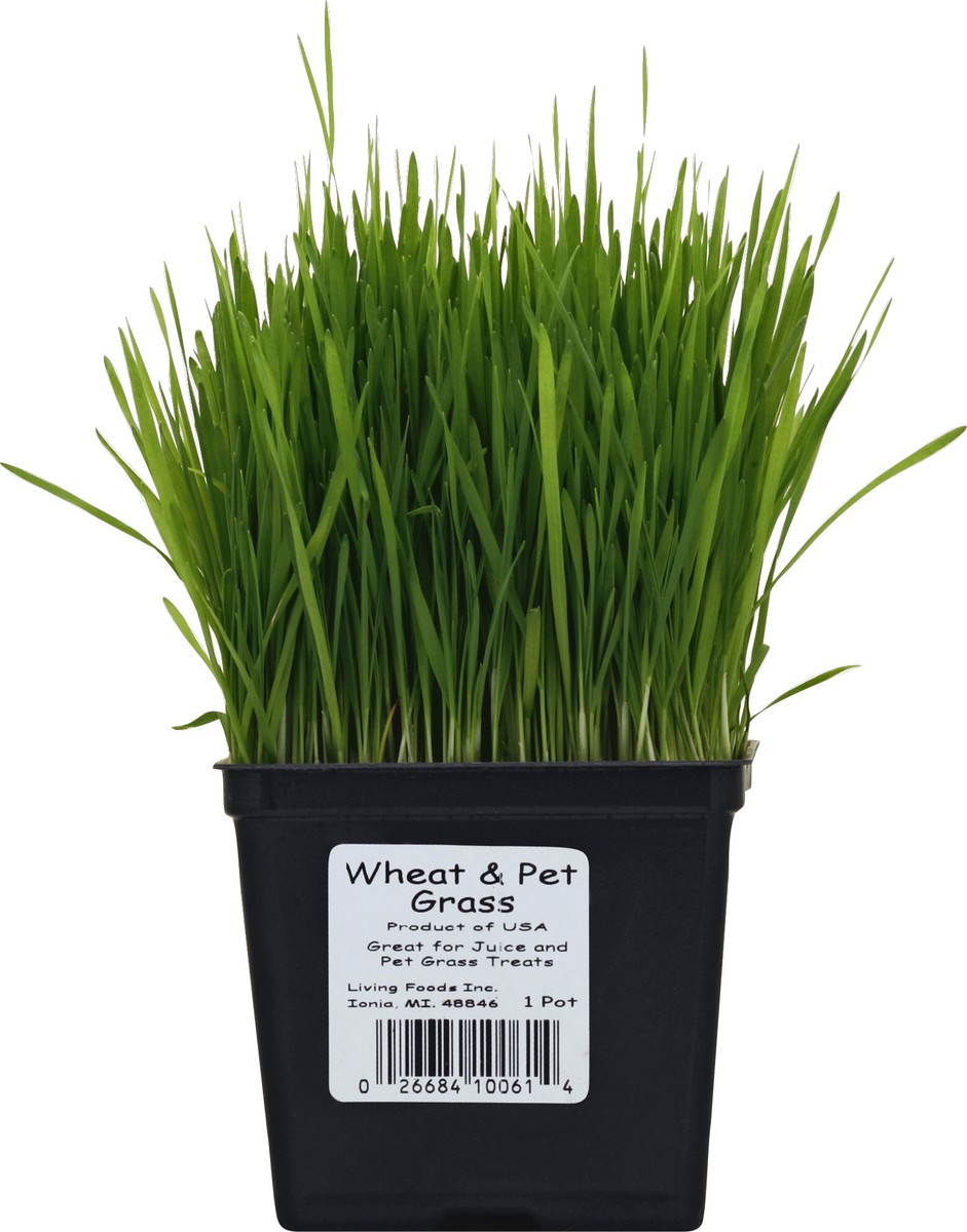 slide 2 of 2, Pearson Wheat & Pet Grass, 1 ct