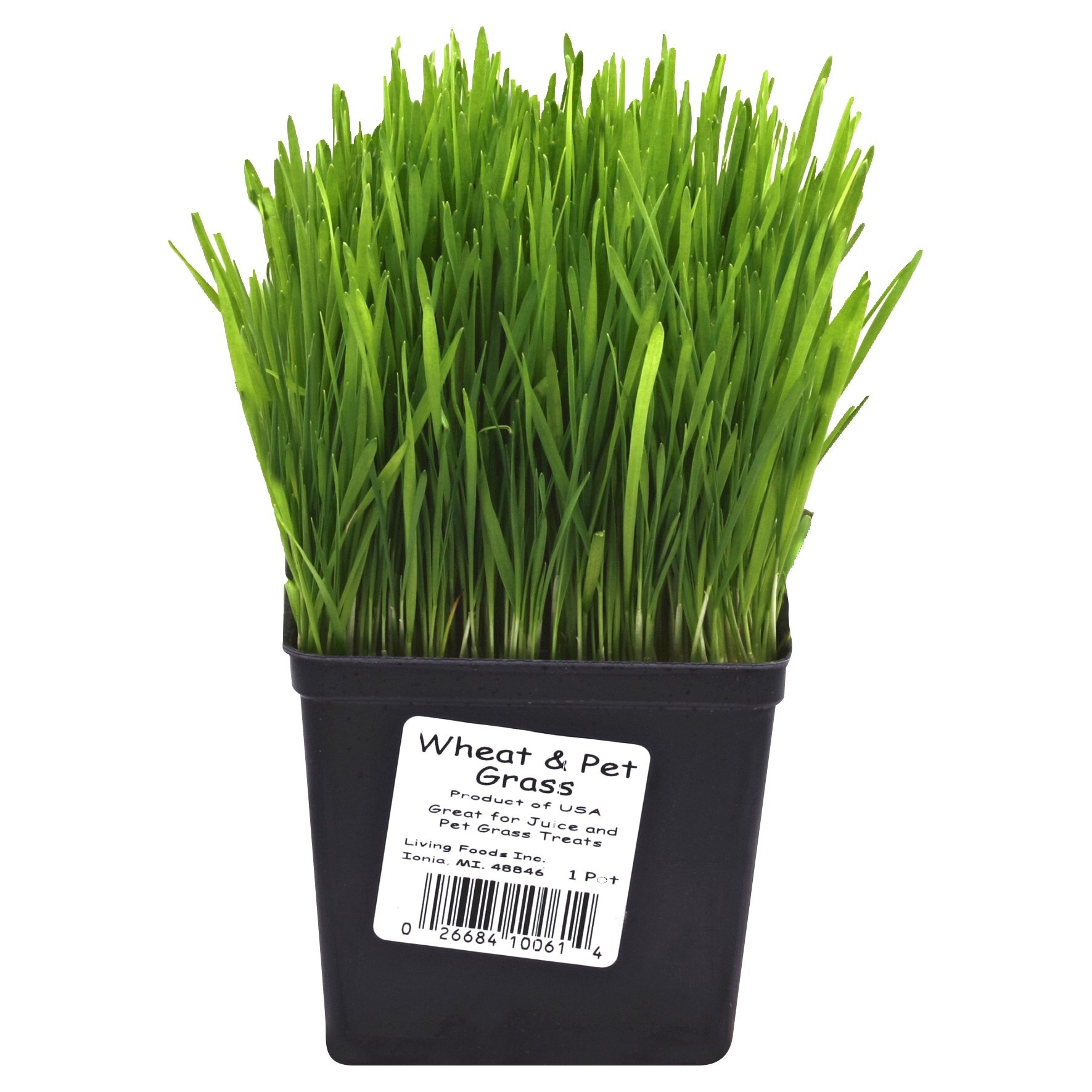 slide 1 of 2, Pearson Wheat & Pet Grass, 1 ct